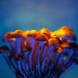 Close-up of glowing mushrooms illuminated against a deep blue background.