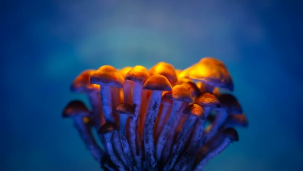 Close-up of glowing mushrooms illuminated against a deep blue background.