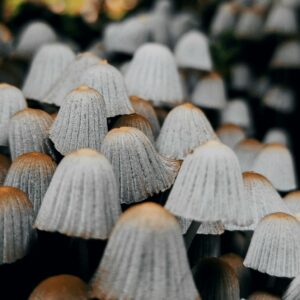 Close-up of inkcap mushrooms in a forest setting, showcasing their unique textures and colors.