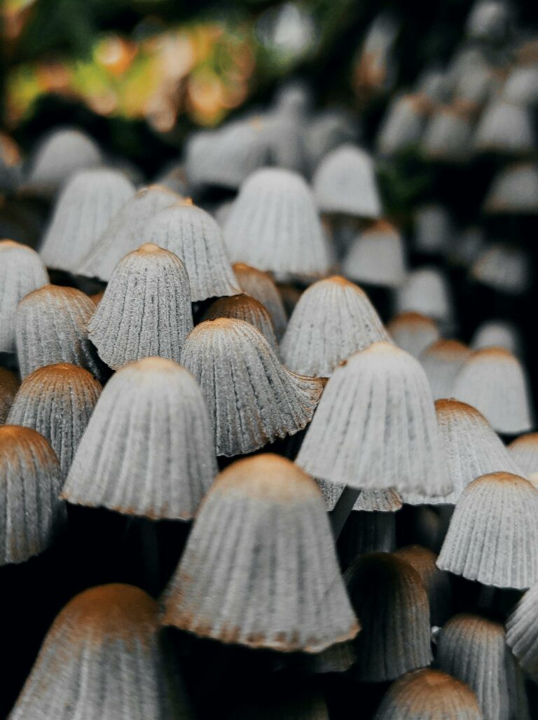 Close-up of inkcap mushrooms in a forest setting, showcasing their unique textures and colors.