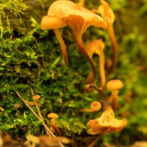 Close-up of Mushrooms