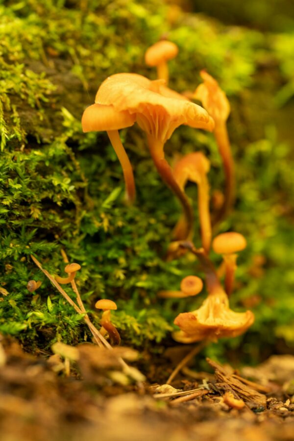 Close-up of Mushrooms