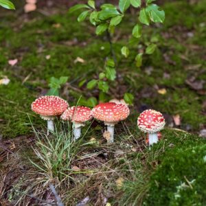 Cluster of red and white fly agaric mushrooms in a lush, natural forest environment.