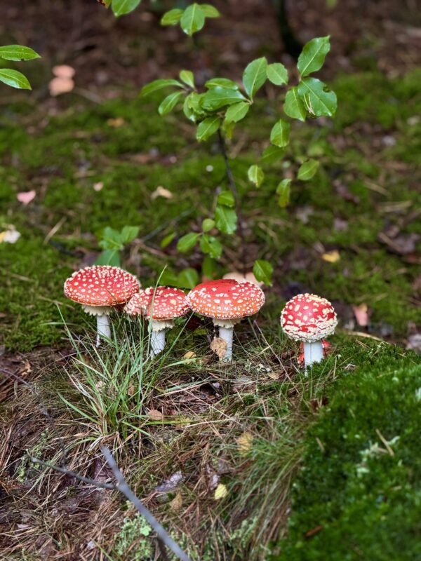 Cluster of red and white fly agaric mushrooms in a lush, natural forest environment.