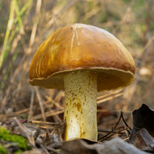 Detailed view of a boletus mushroom in its natural forest habitat.