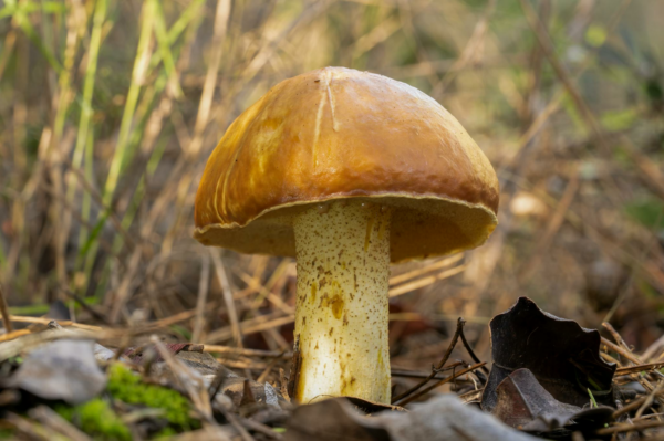 Detailed view of a boletus mushroom in its natural forest habitat.